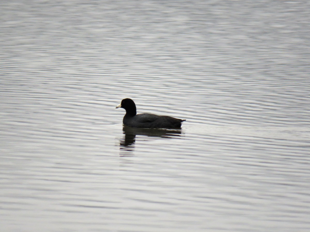 American Coot - Marc Ribaudo