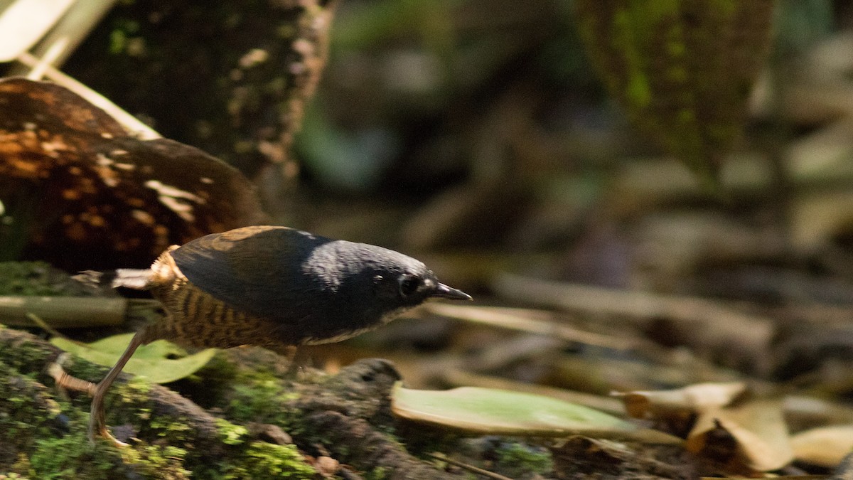 White-breasted Tapaculo - ML144651761