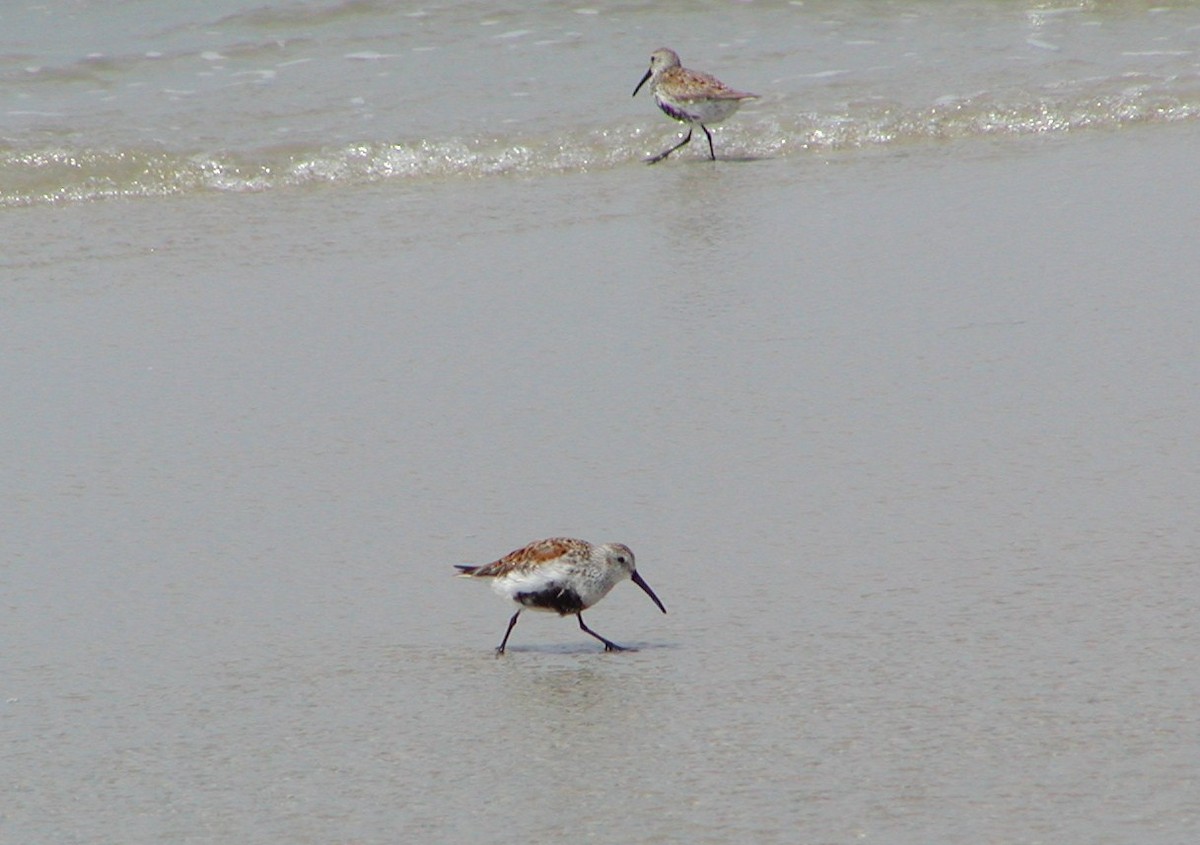 Dunlin - ML144652291