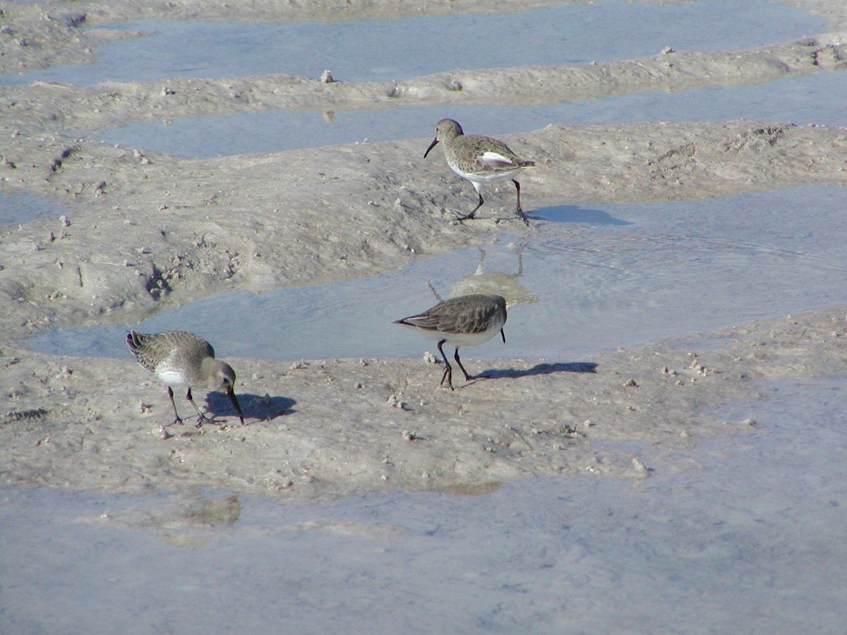 Dunlin - ML144652301