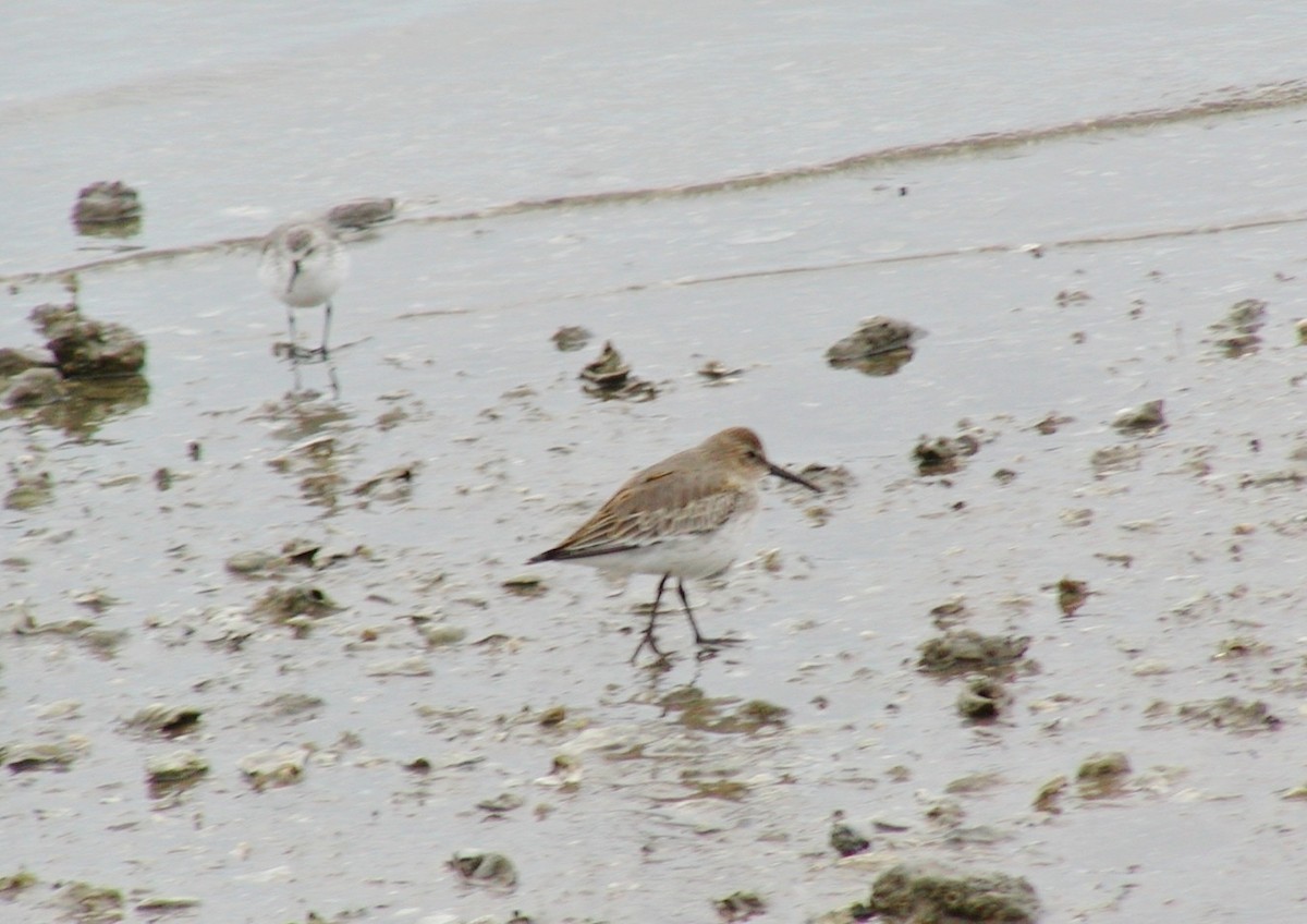 Dunlin - ML144652351
