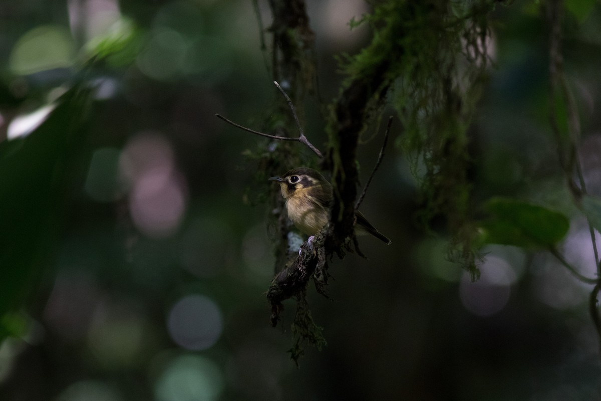 White-throated Spadebill - Yuji Tateoka