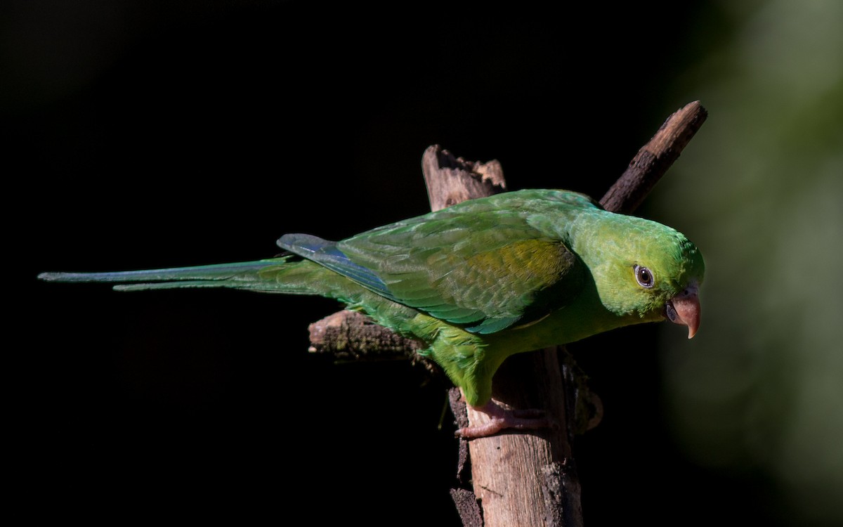 Plain Parakeet - ML144652811