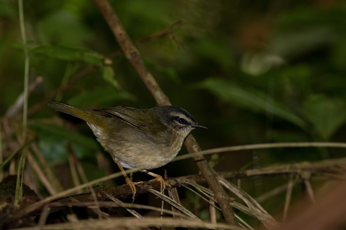 Riverbank Warbler - Yuji Tateoka