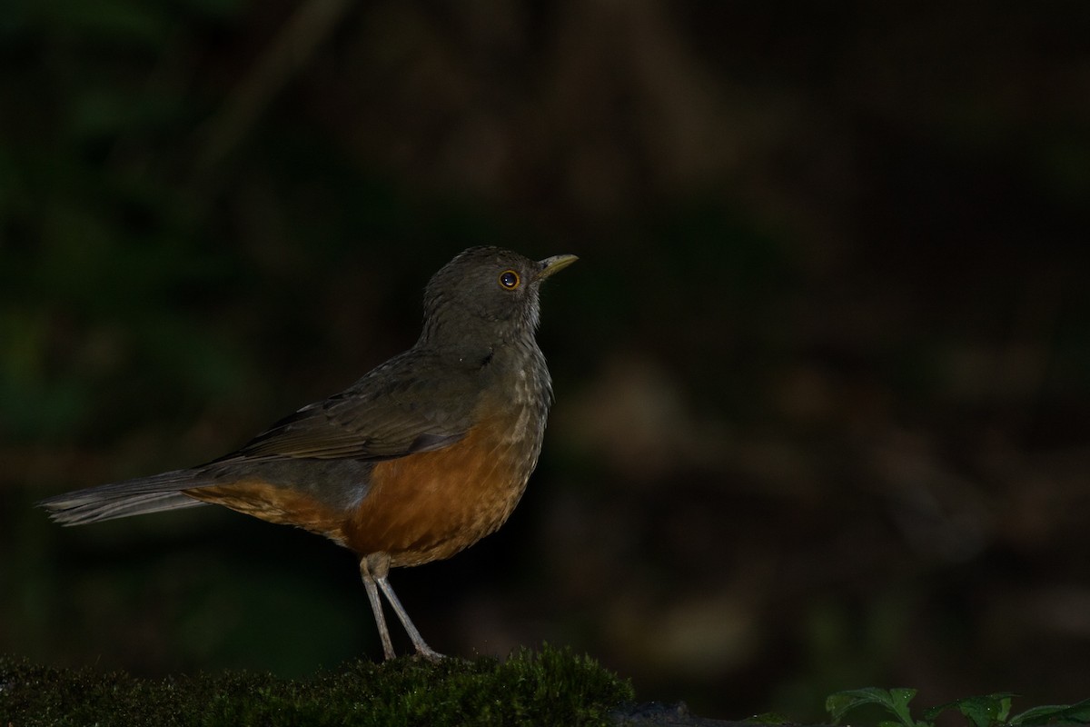 Rufous-bellied Thrush - Yuji Tateoka