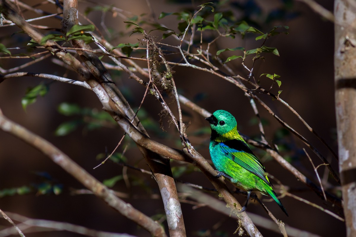 Green-headed Tanager - Yuji Tateoka