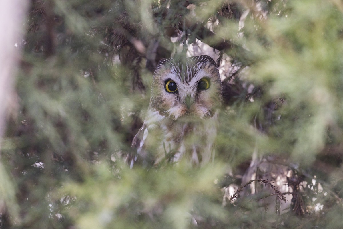 Northern Saw-whet Owl - ML144655321