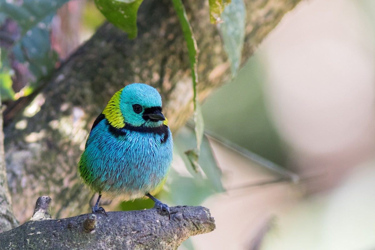 Green-headed Tanager - Yuji Tateoka