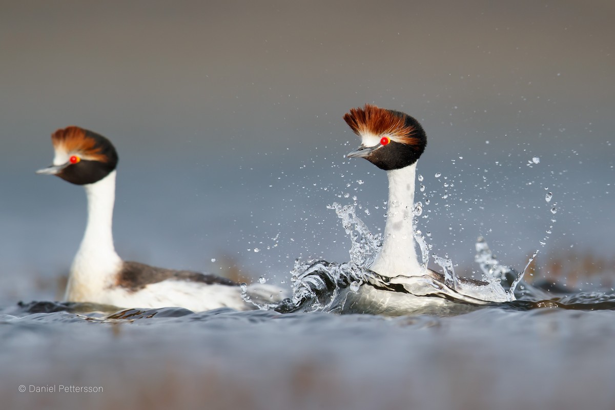Hooded Grebe - Daniel Pettersson