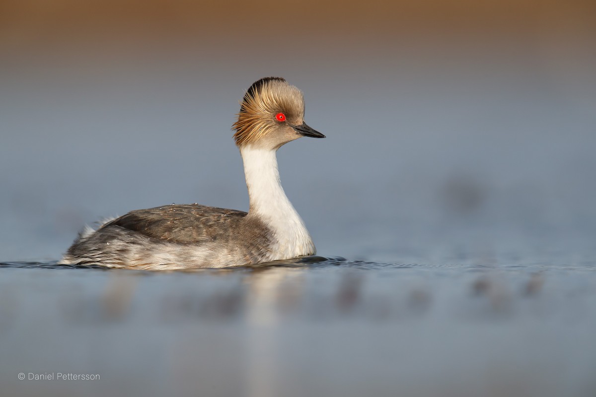 Silvery Grebe - ML144655811