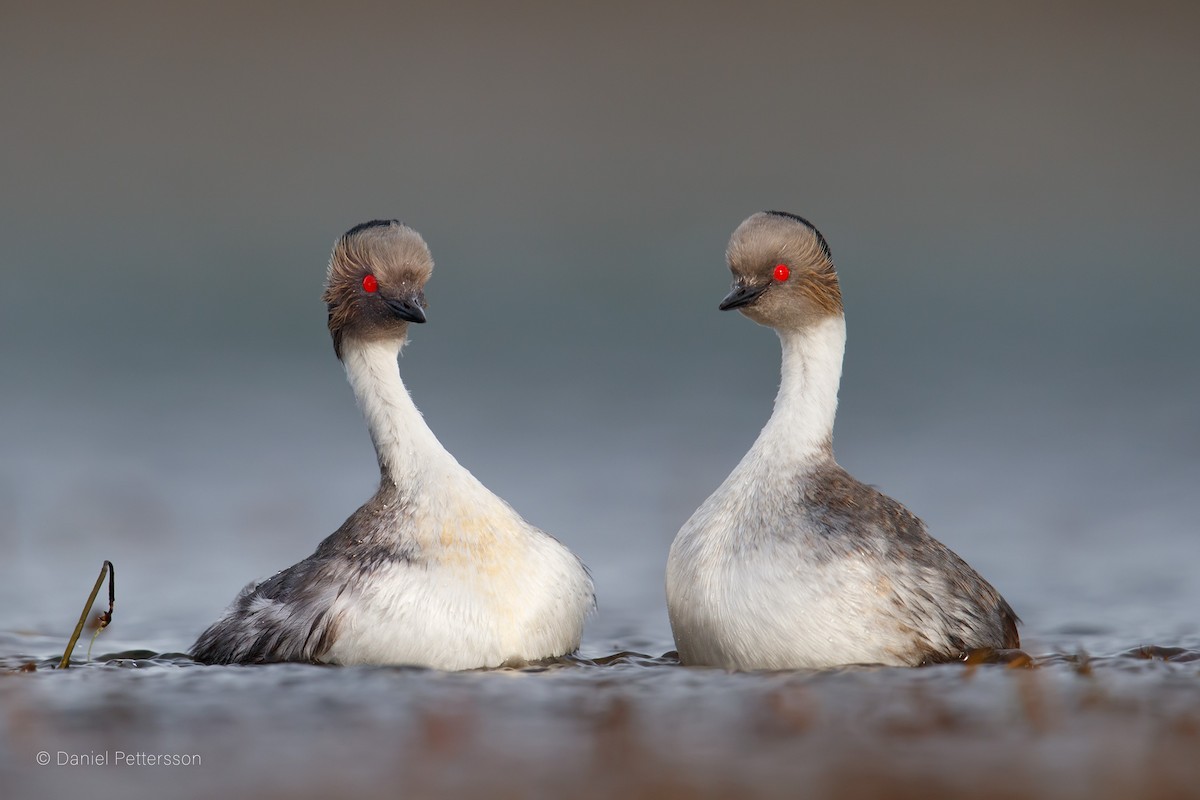 Silvery Grebe - ML144655831