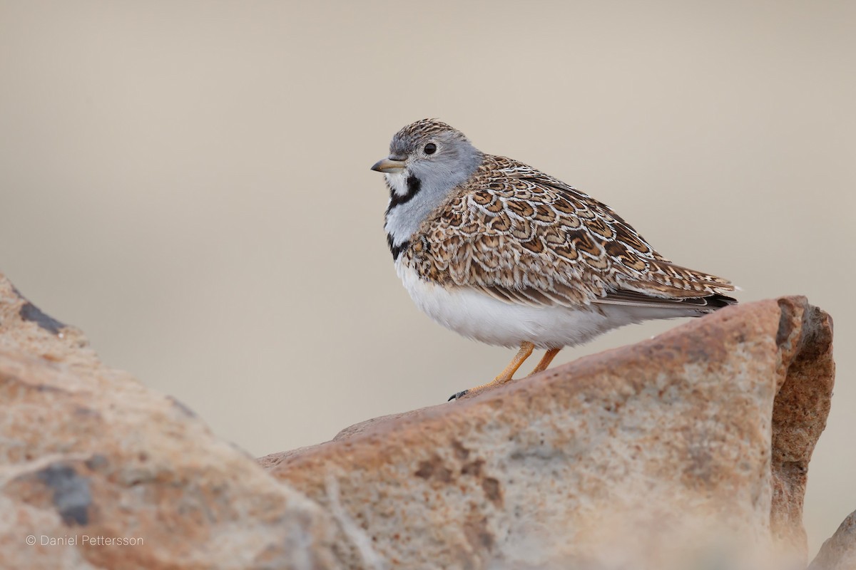 dvergrypesnipe - ML144655861