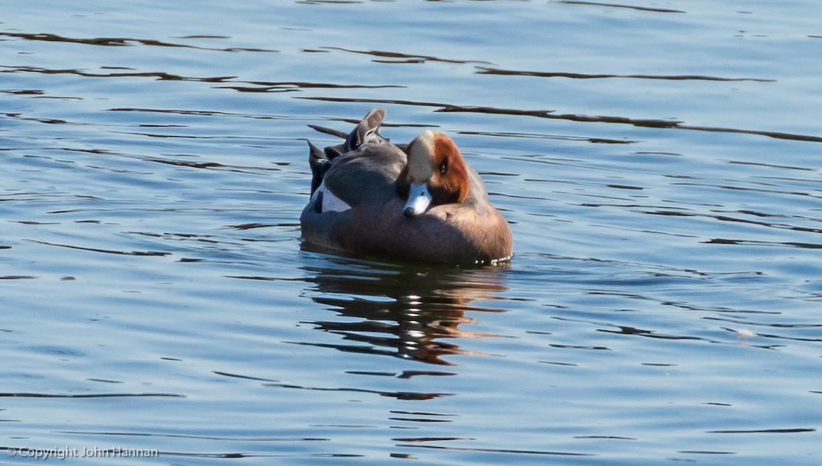 Eurasian Wigeon - ML144656821