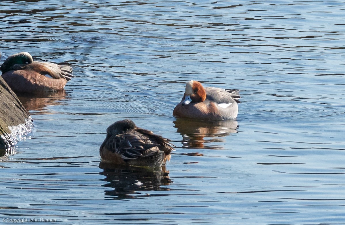 Eurasian Wigeon - ML144656831