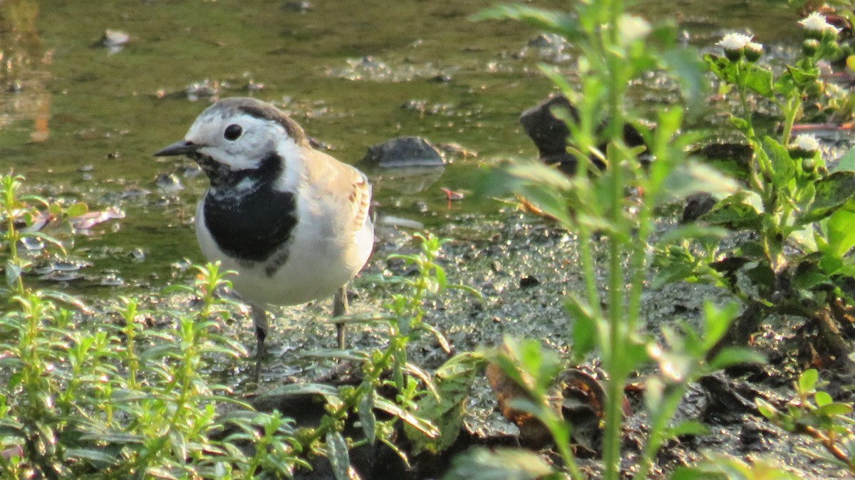 White Wagtail - ML144659691