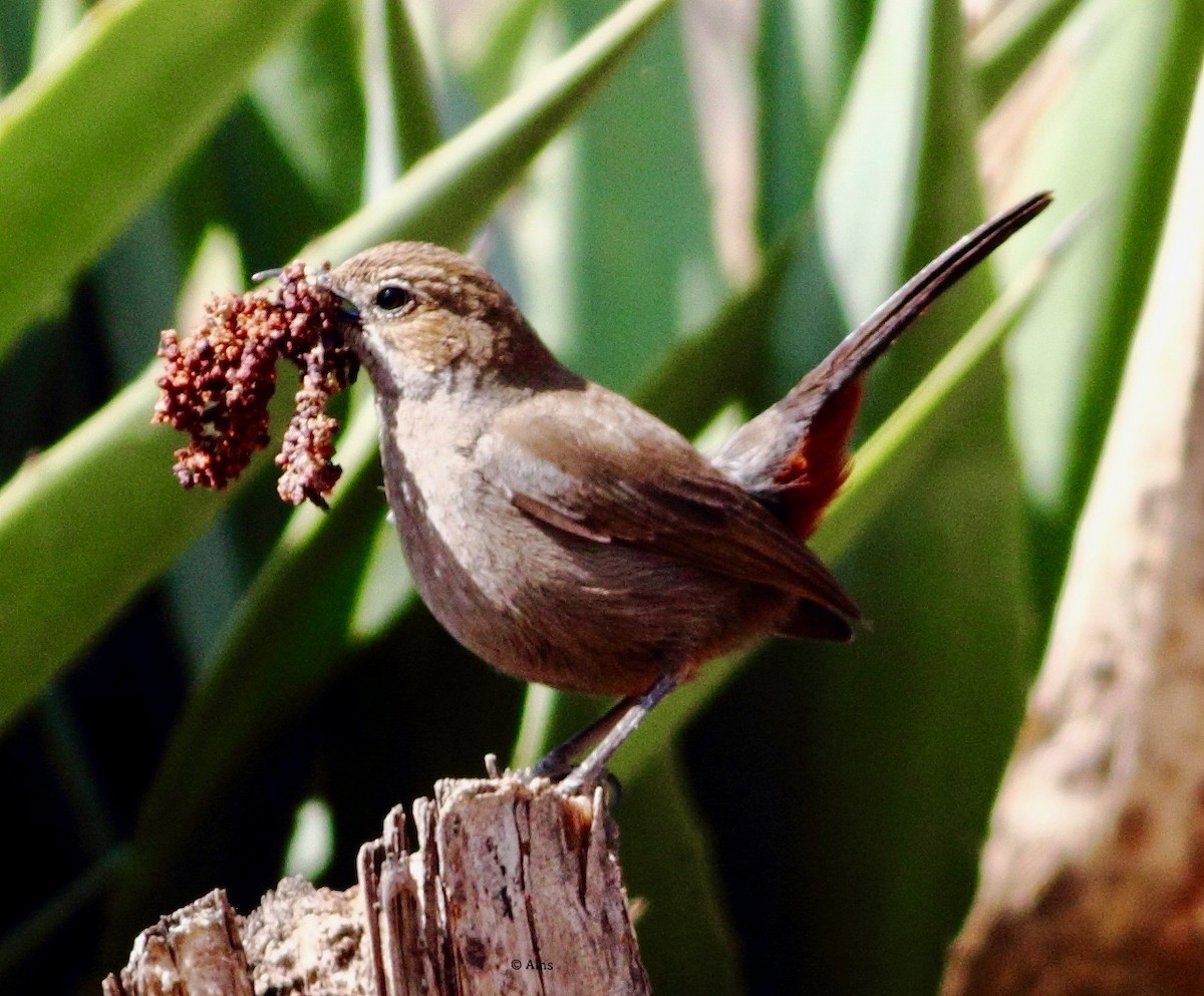 Indian Robin - ML144661451