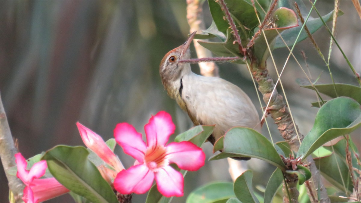 Rotstirn-Schneidervogel - ML144662281