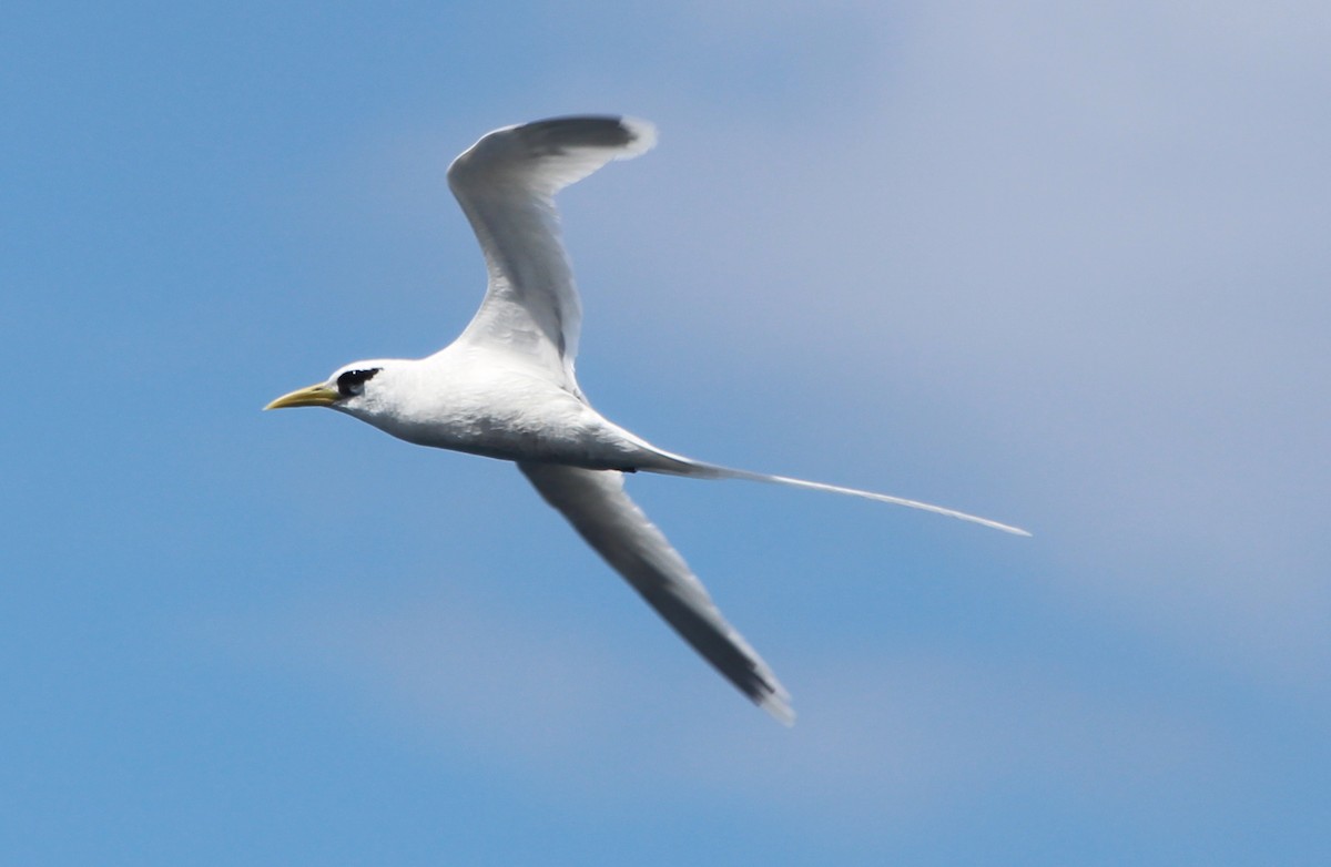 White-tailed Tropicbird - Manuel Schwarz