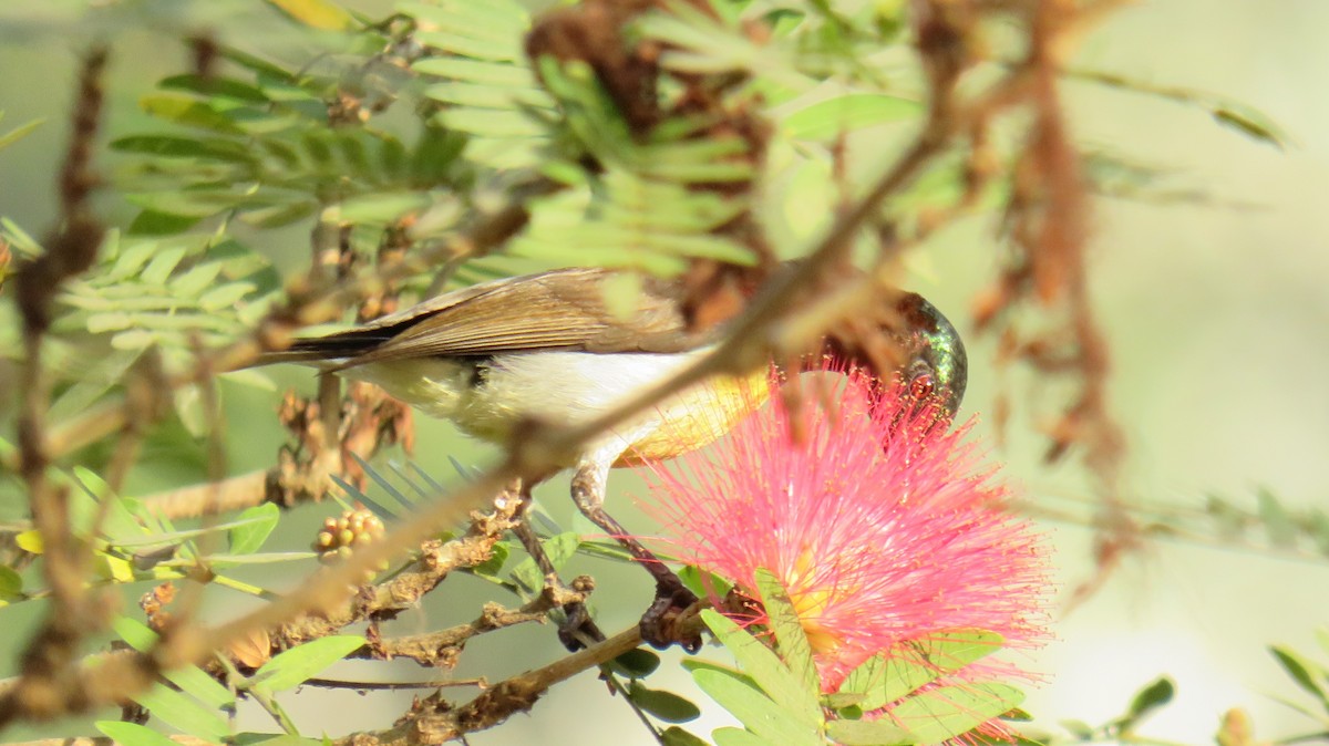 Purple-rumped Sunbird - Dinesh Sharma