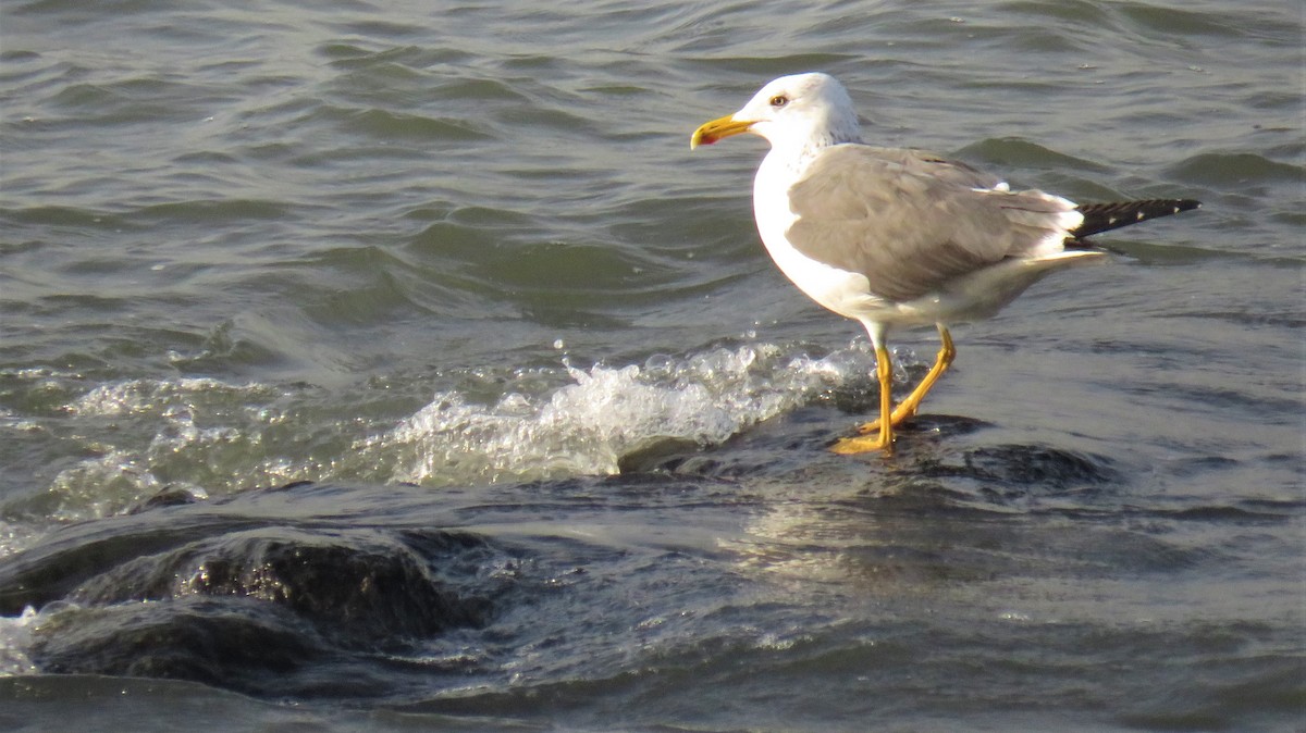 Lesser Black-backed Gull (Heuglin's) - ML144662481