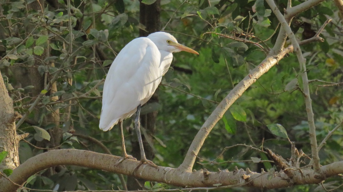 Eastern Cattle Egret - ML144662981