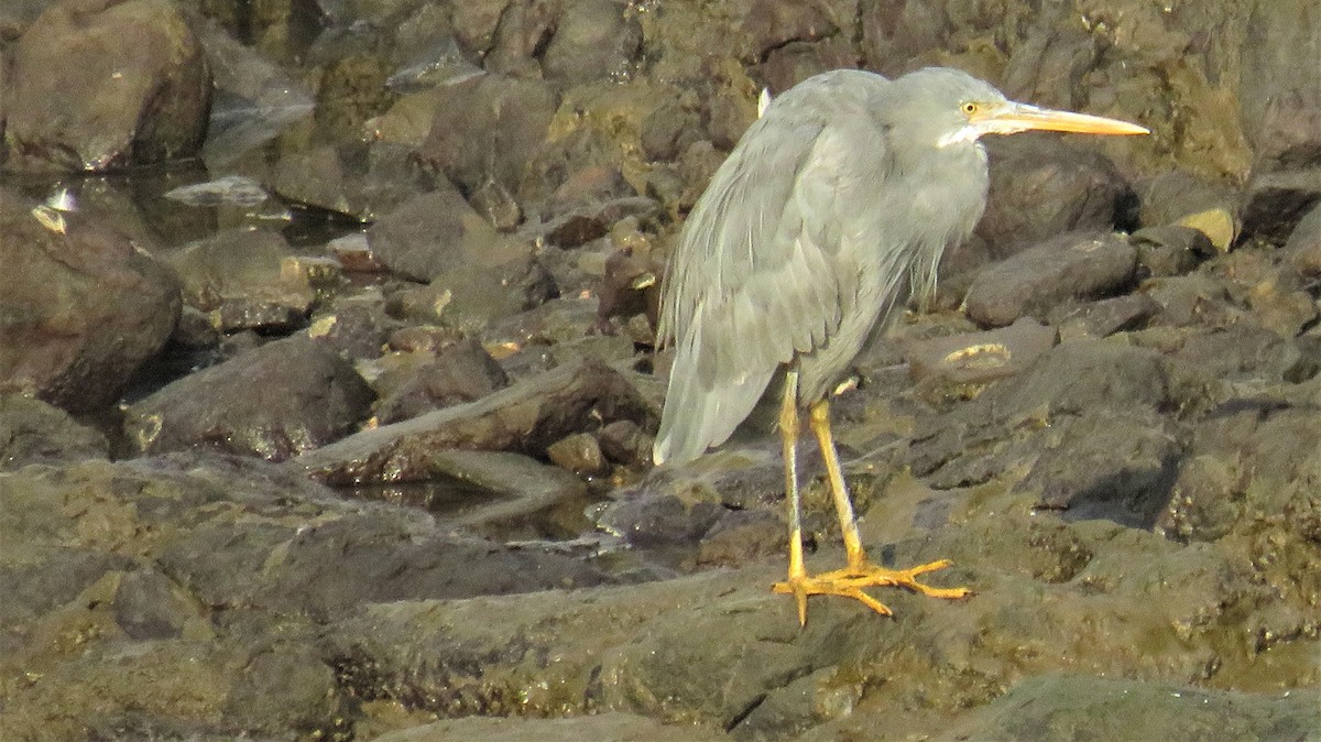 Aigrette à gorge blanche - ML144663081