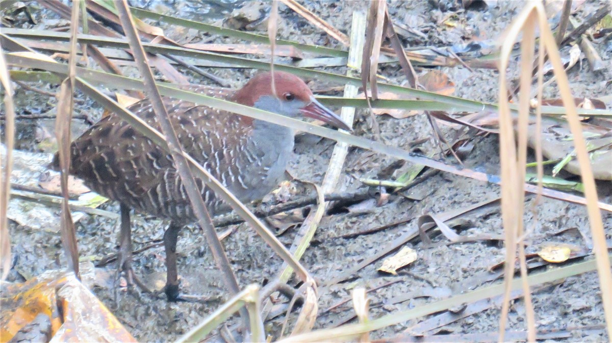 Slaty-breasted Rail - ML144663801