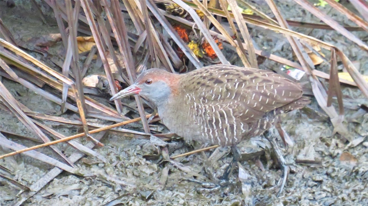 Slaty-breasted Rail - ML144663811