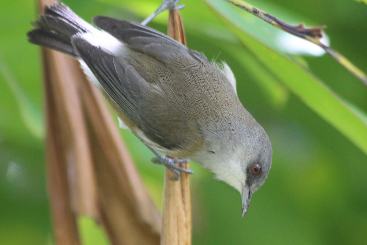 Reunion Gray White-eye - ML144664881