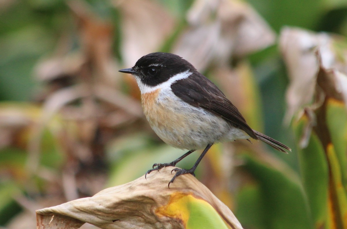 Reunion Stonechat - ML144665121