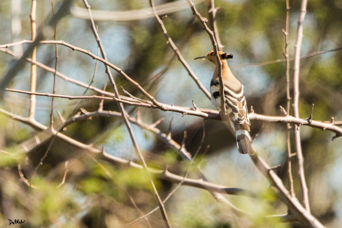 Eurasian Hoopoe - Dobrin Botev