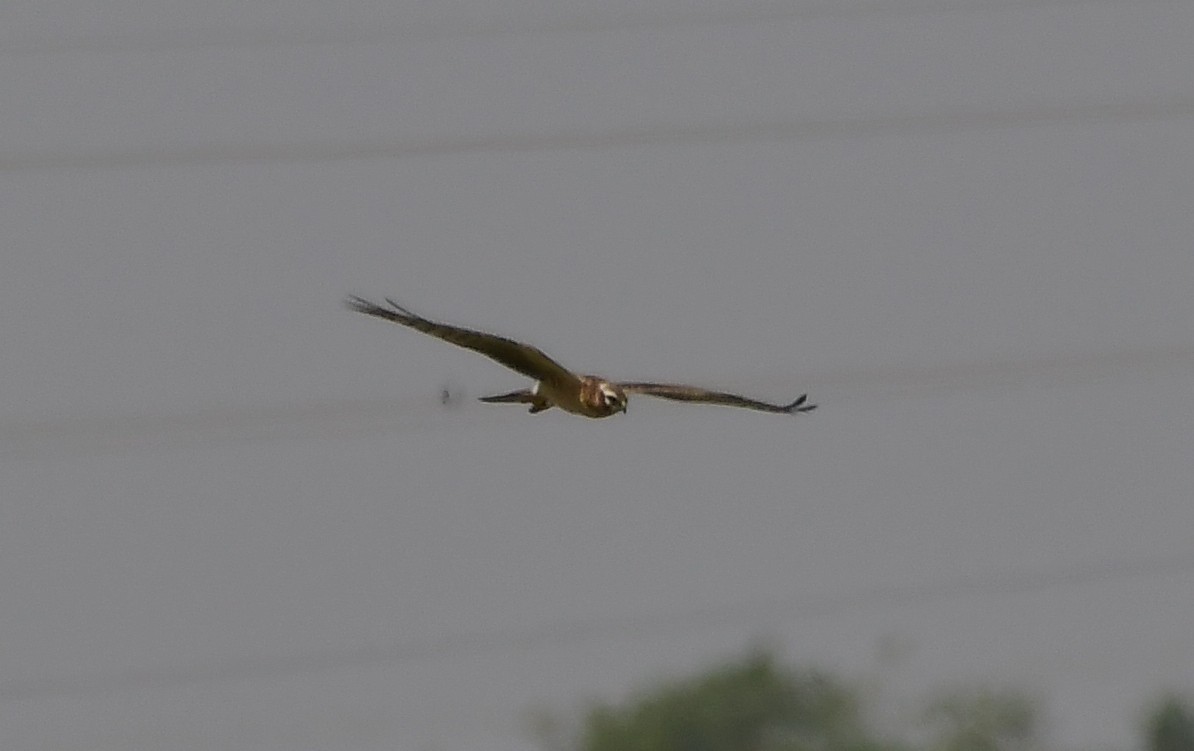 Pallid Harrier - ML144667781