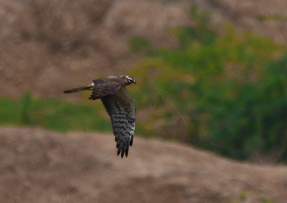 Pallid Harrier - ML144667861