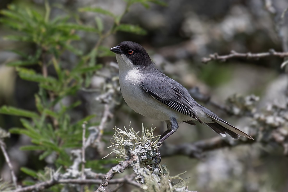 Black-capped Warbling Finch - Alexandre Gualhanone