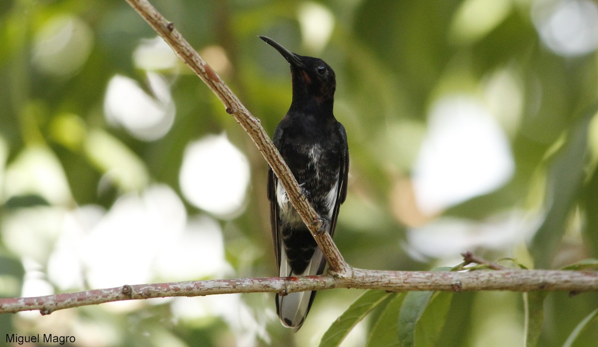 Black Jacobin - ML144668791