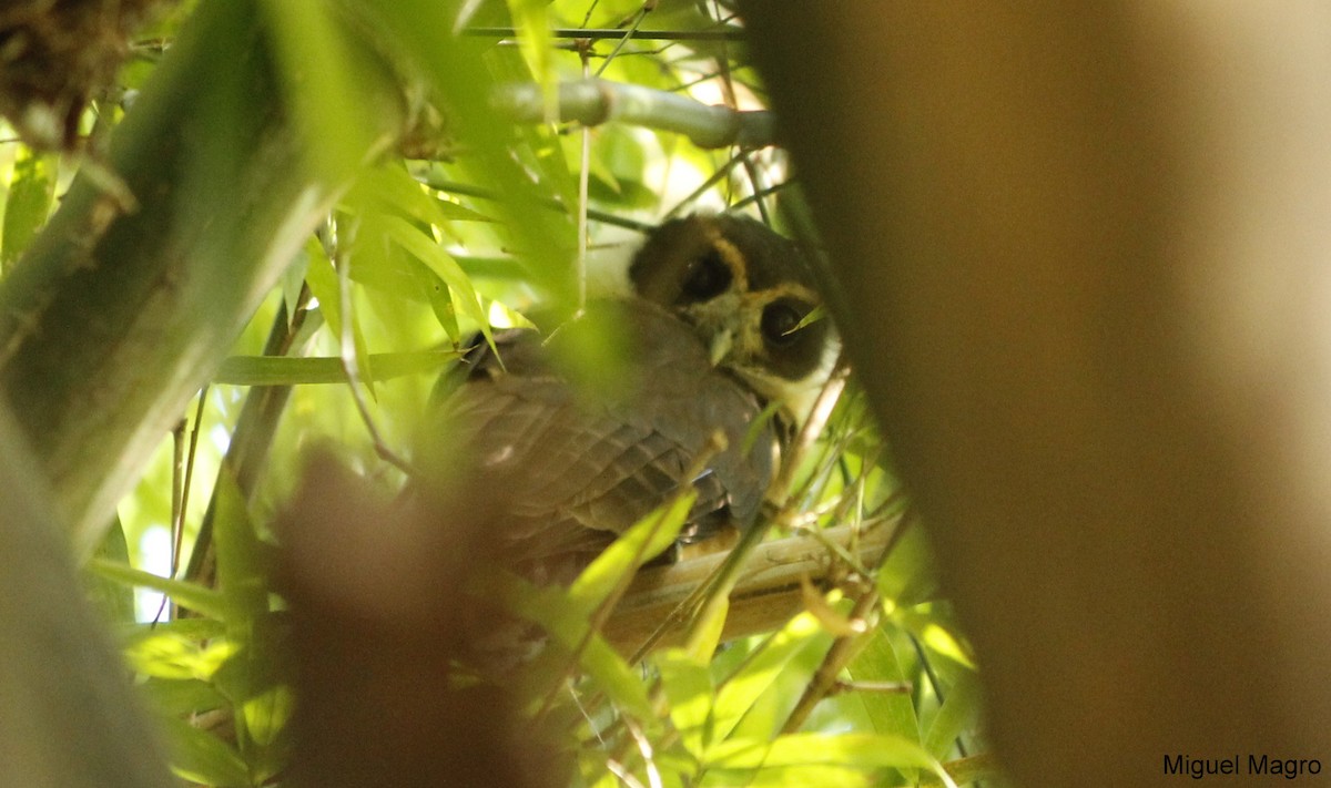 Tawny-browed Owl - ML144668821