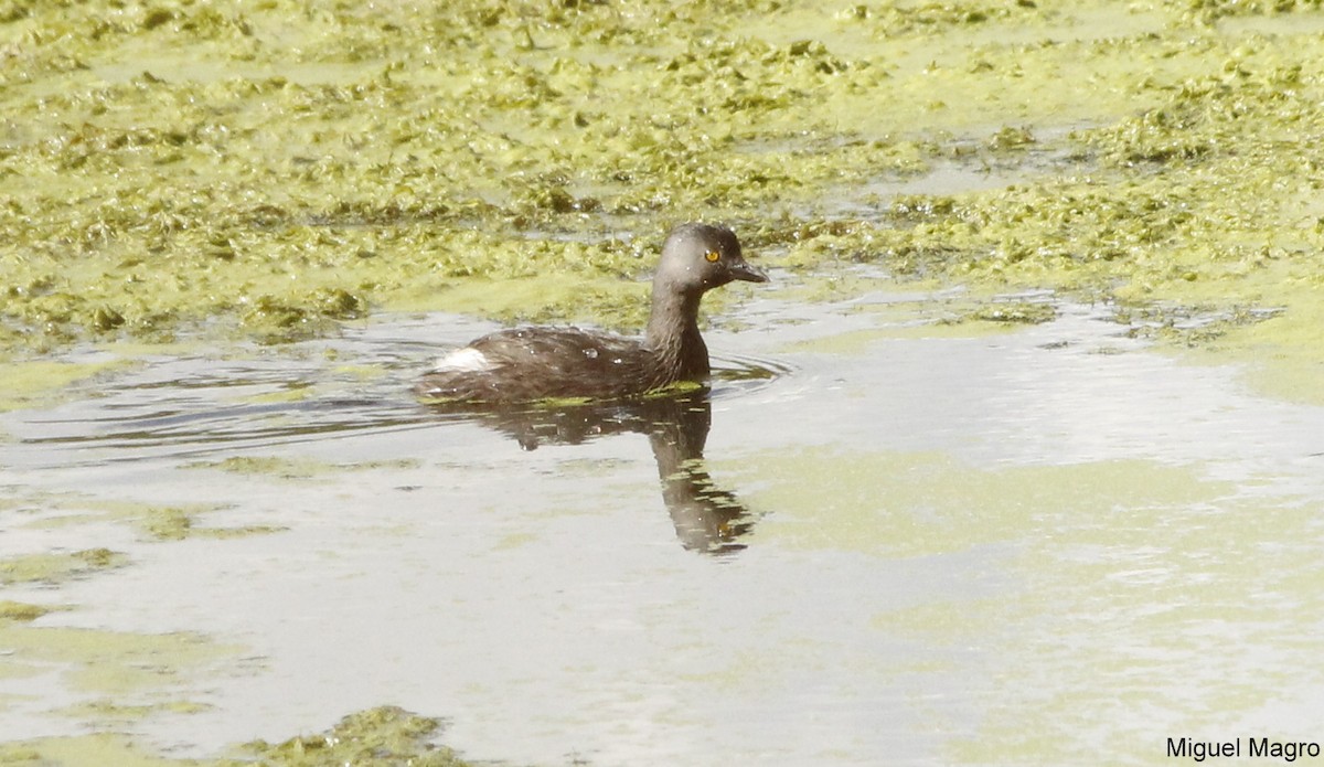 Least Grebe - ML144668861