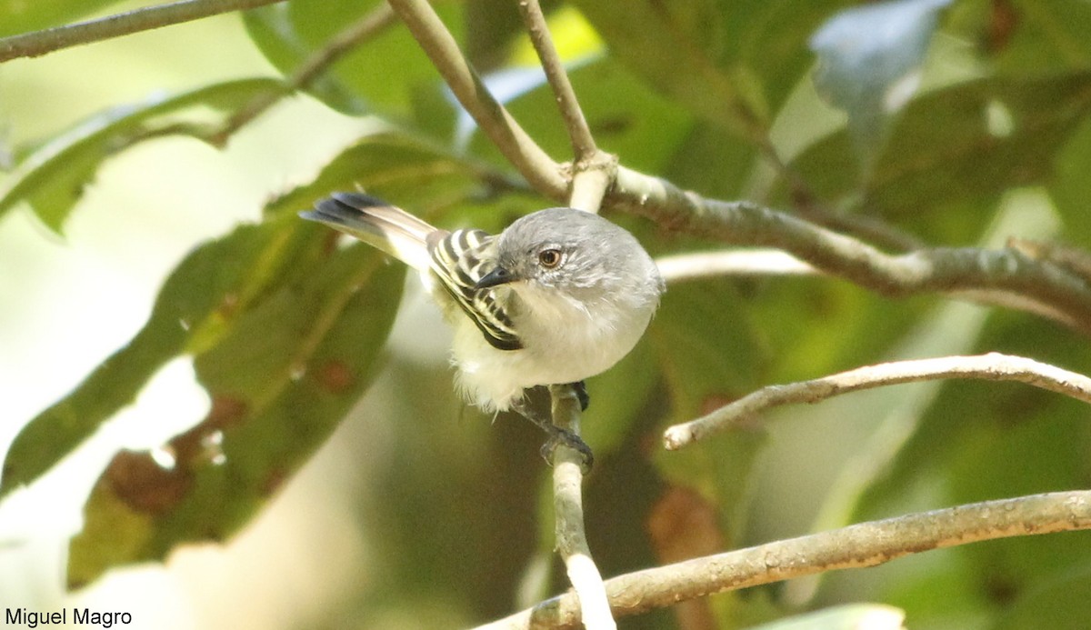 Gray-headed Elaenia - ML144668881