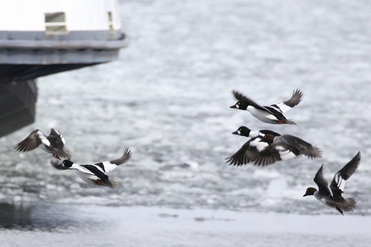 Common Goldeneye - Glen Chapman