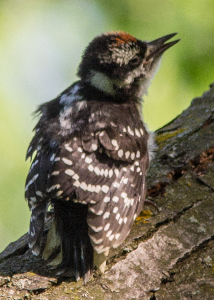 Hairy Woodpecker - Marc Boisvert