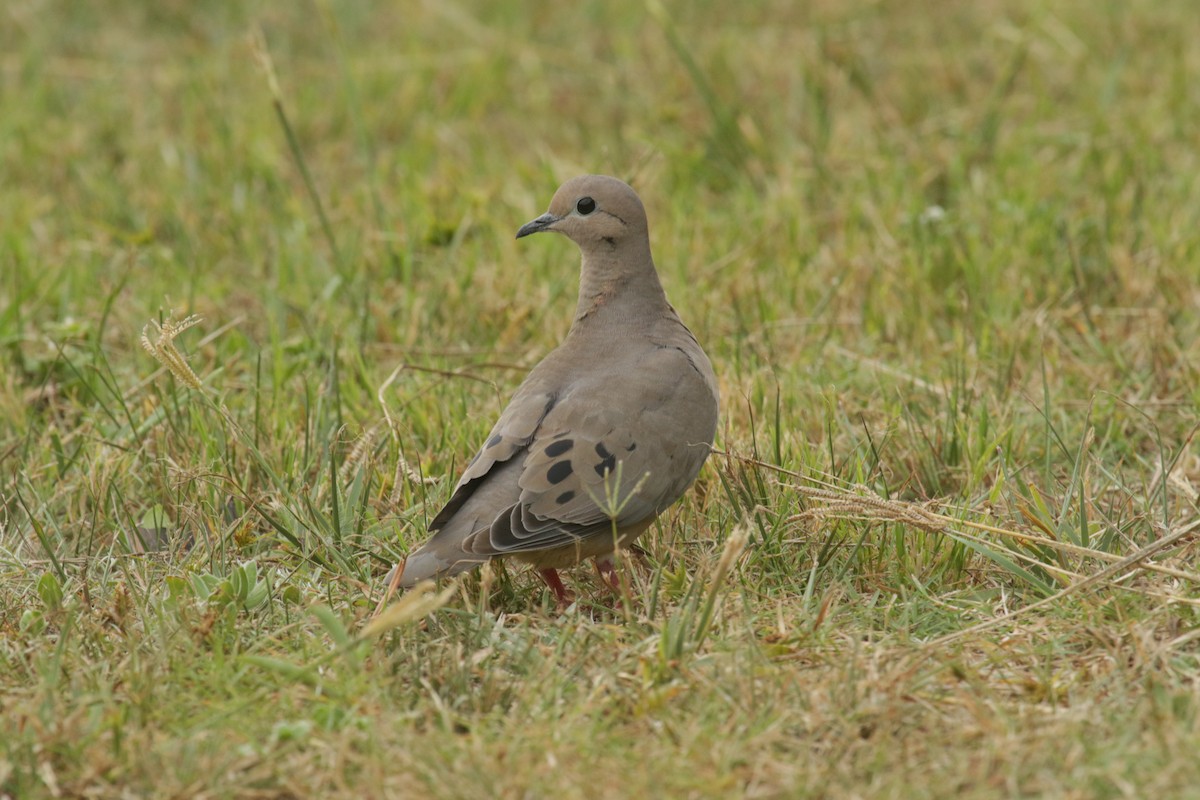 Eared Dove - Cláudio Jorge De Castro Filho