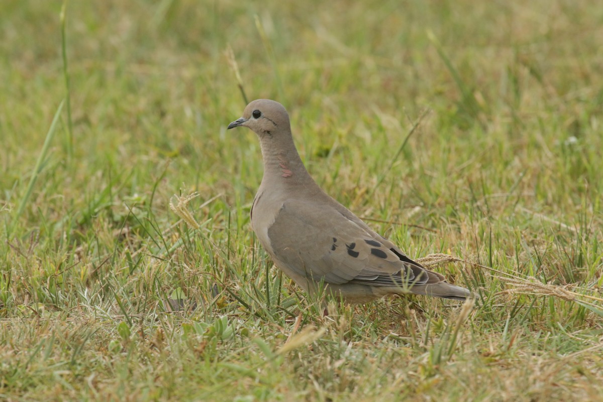 Eared Dove - ML144671451