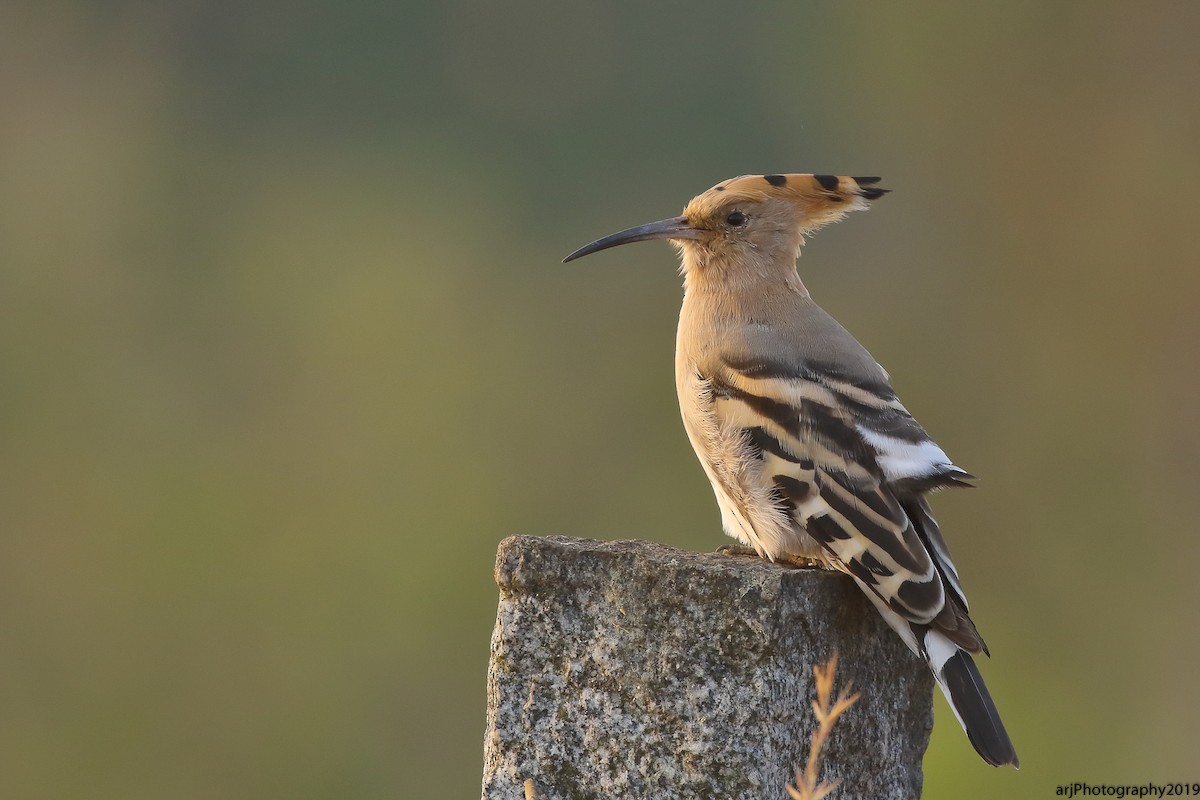 Eurasian Hoopoe - Rahul  Singh