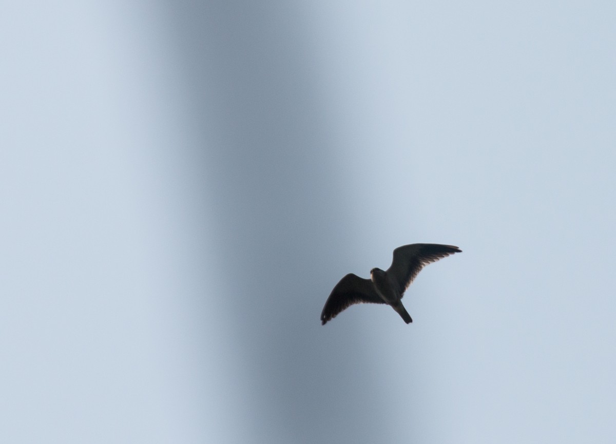 Black-winged Kite - ML144672511