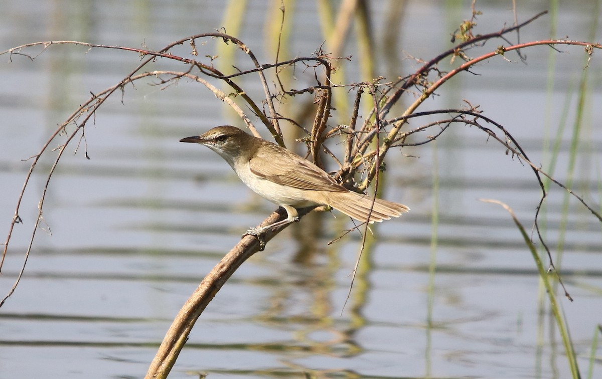 Clamorous Reed Warbler - ML144673521