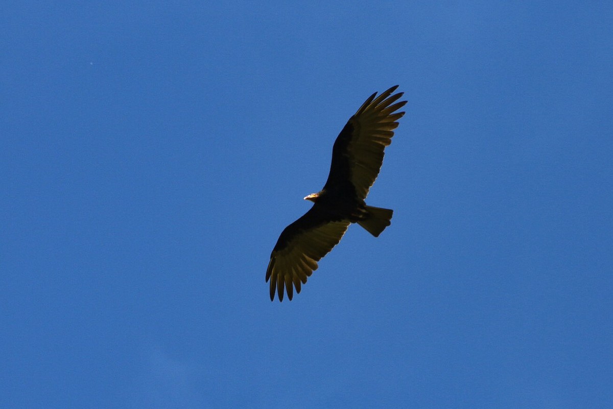 Lesser Yellow-headed Vulture - ML144675311