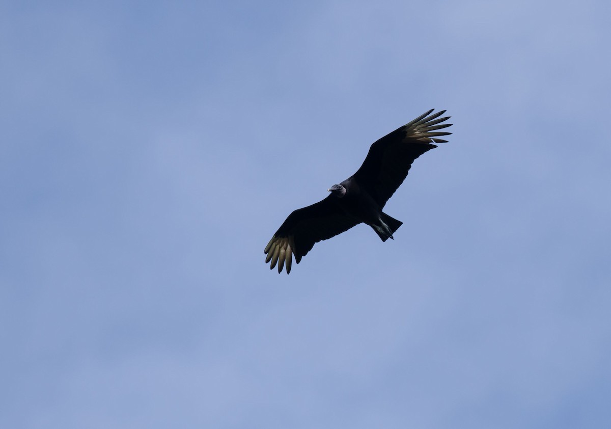 Black Vulture - ML144679101