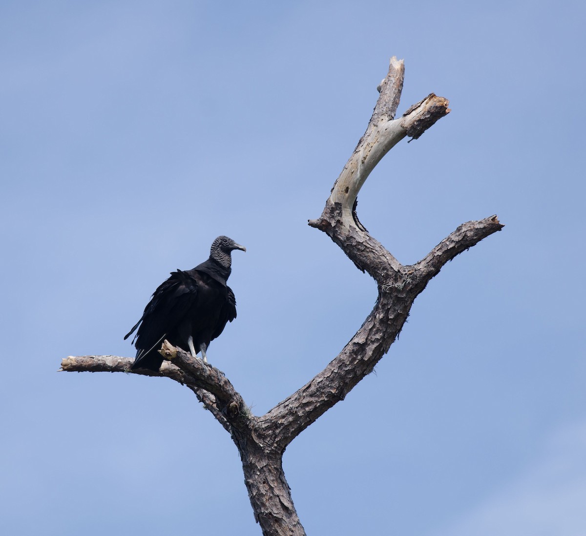 Black Vulture - ML144679121