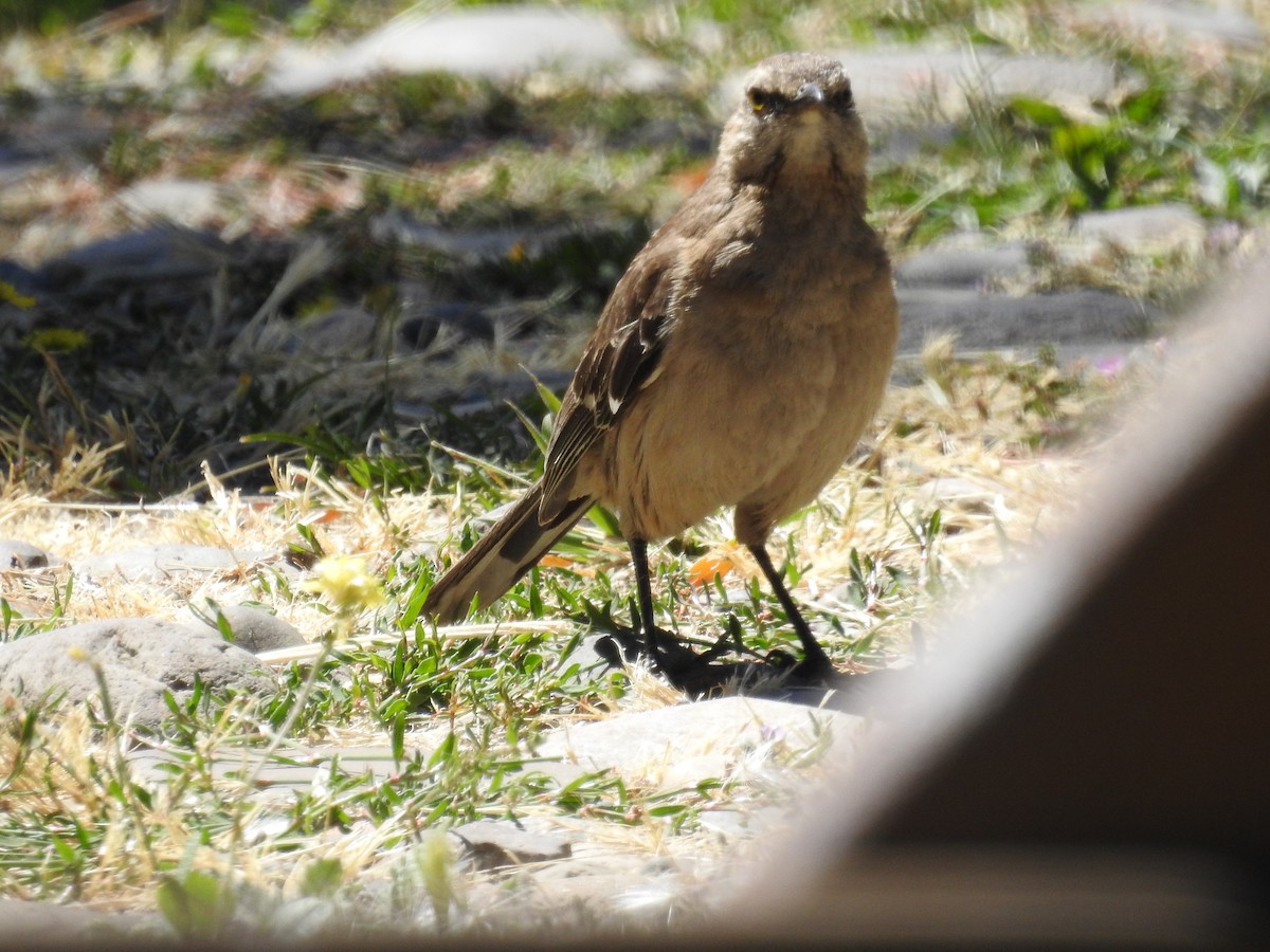 Chilean Mockingbird - ML144680551