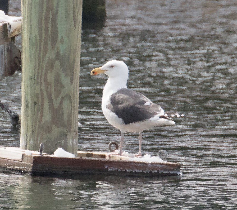 Great Black-backed Gull - Allan Welby